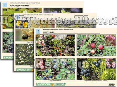 Комплект таблиц по ботанике раздат. "Многообразие растений. Водные и прибрежные" (16 шт., А4, лам)