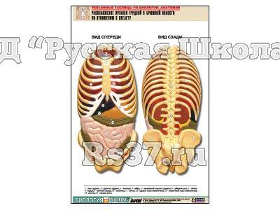 Рельефная таблица "Расположение органов грудной и брюшной полостей по отношению к скелету"(А1, лам.)