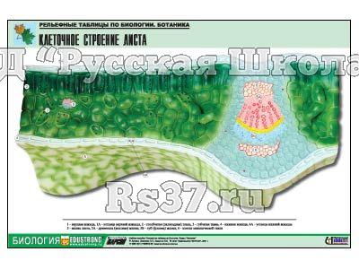 Рельефная таблица "Клеточное строение листа"  (формат А1, матовое ламинир.)